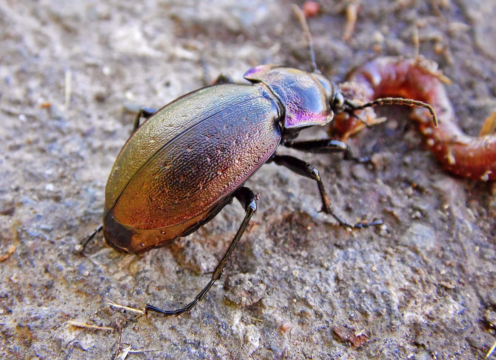 Жужелица Carabus violaceus